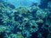 coral.jpg